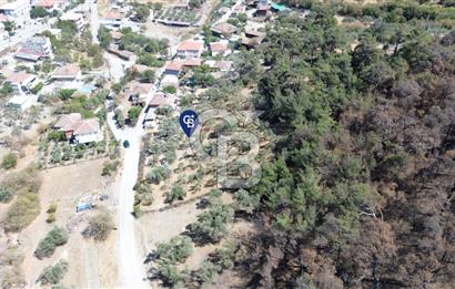 Köy ve Ormanla İçiçe Yola Cepheli 1806 m2 Müstakil Zeytinlik