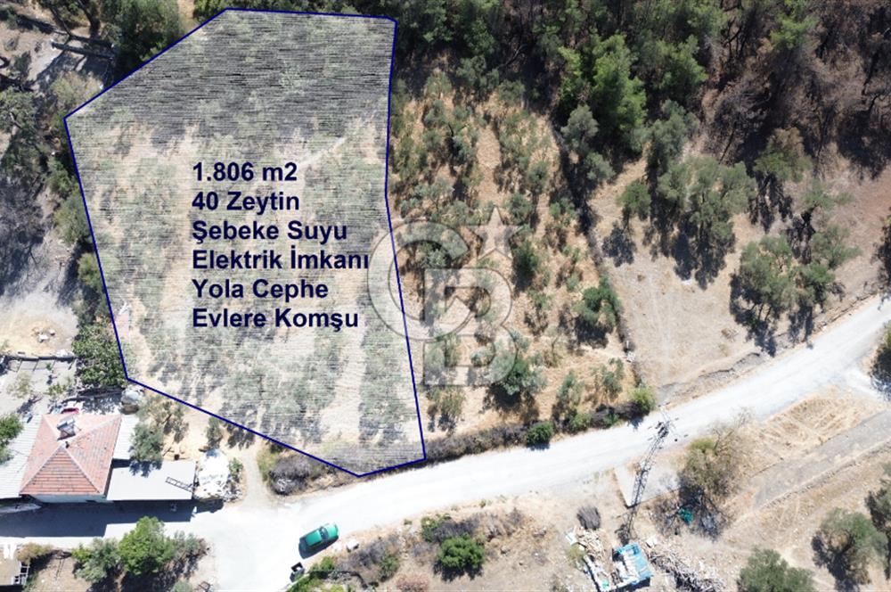Köy ve Ormanla İçiçe Yola Cepheli 1806 m2 Müstakil Zeytinlik
