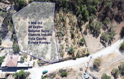 Köy ve Ormanla İçiçe Yola Cepheli 1806 m2 Müstakil Zeytinlik