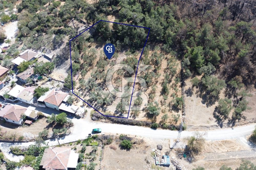 Köy ve Ormanla İçiçe Yola Cepheli 1806 m2 Müstakil Zeytinlik