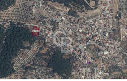 Köy ve Ormanla İçiçe Yola Cepheli 1806 m2 Müstakil Zeytinlik