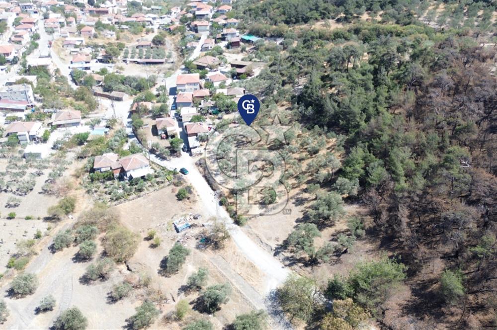 Köy ve Ormanla İçiçe Yola Cepheli 1806 m2 Müstakil Zeytinlik