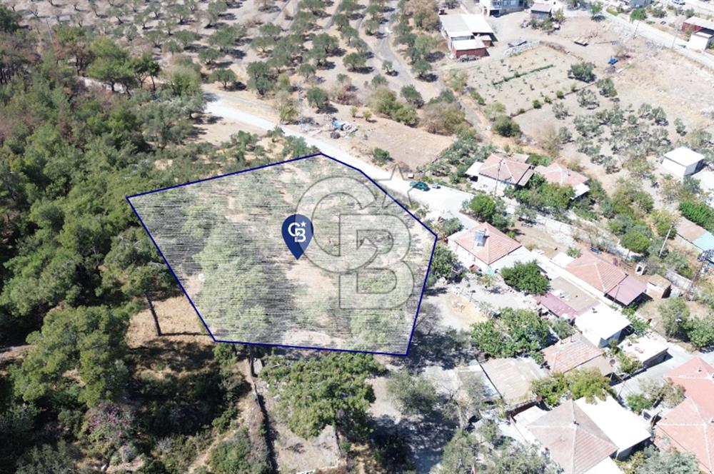 Köy ve Ormanla İçiçe Yola Cepheli 1806 m2 Müstakil Zeytinlik