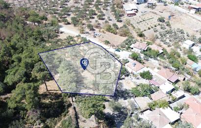 Köy ve Ormanla İçiçe Yola Cepheli 1806 m2 Müstakil Zeytinlik