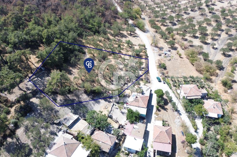 Köy ve Ormanla İçiçe Yola Cepheli 1806 m2 Müstakil Zeytinlik