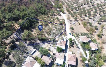 Köy ve Ormanla İçiçe Yola Cepheli 1806 m2 Müstakil Zeytinlik