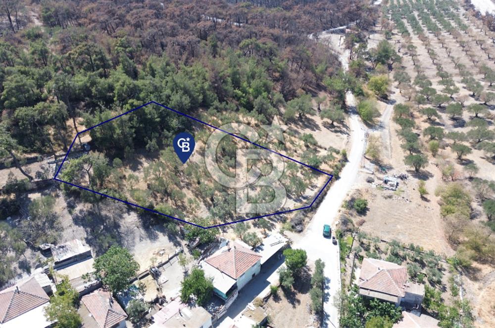 Köy ve Ormanla İçiçe Yola Cepheli 1806 m2 Müstakil Zeytinlik