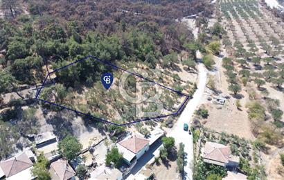 Köy ve Ormanla İçiçe Yola Cepheli 1806 m2 Müstakil Zeytinlik