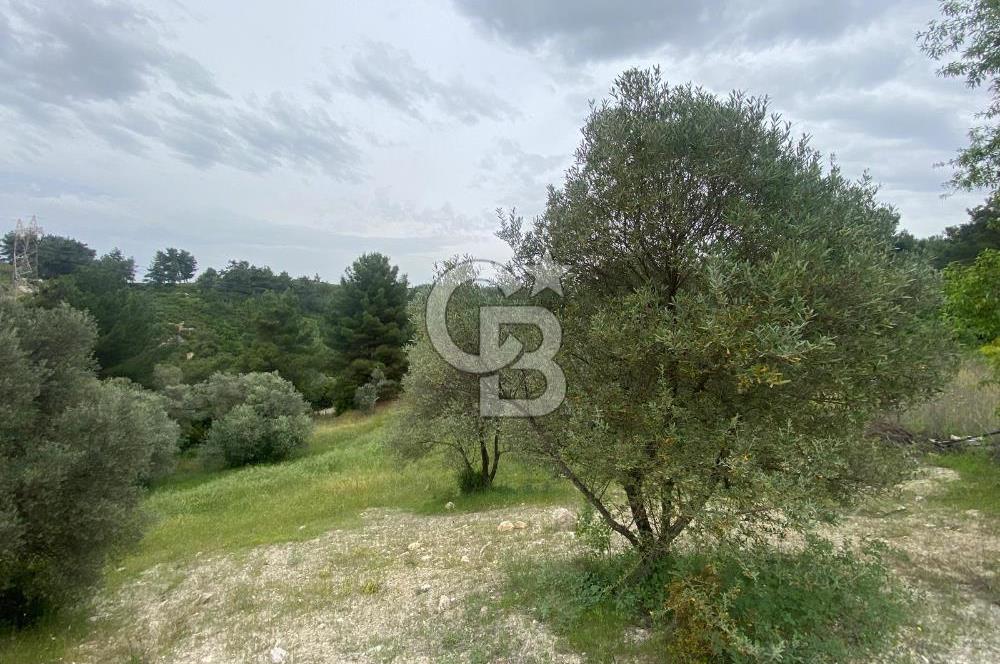 BUCA BATI ÇIKIŞI YAKINI TAM HİSSE SATILIK TARLA (dereköy mevkii)