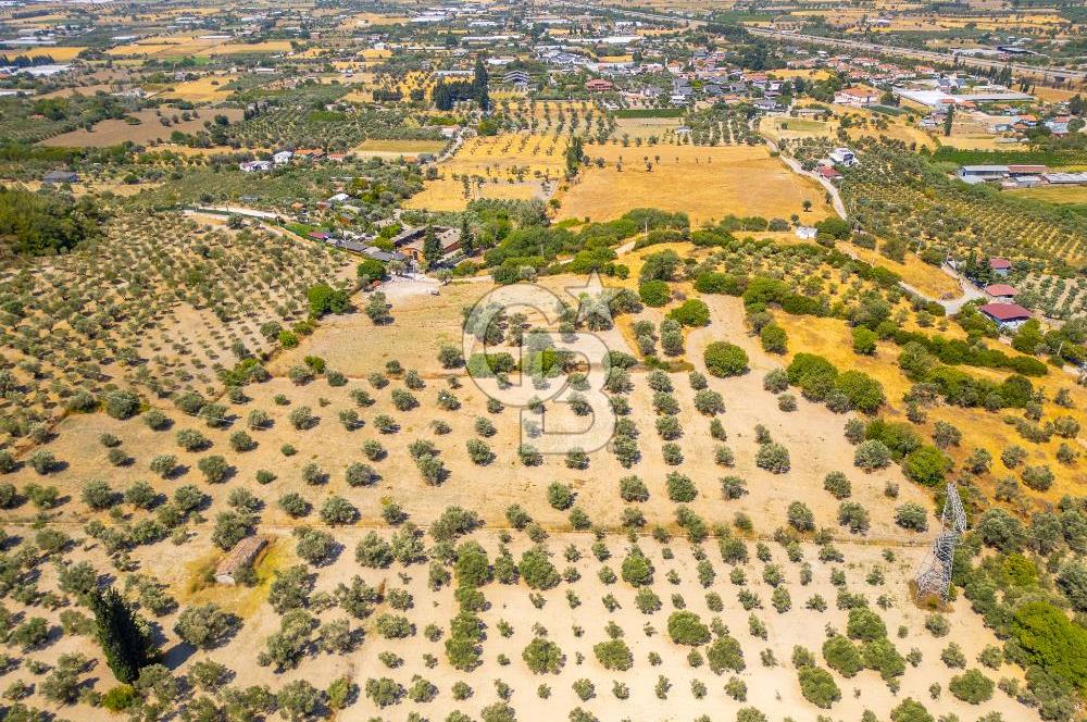 URLA KUŞÇULAR'DA 14.236 M2 SATILIK ZEYTİN AĞAÇLI TARLA