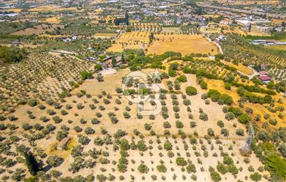 URLA KUŞÇULAR'DA 14.236 M2 SATILIK ZEYTİN AĞAÇLI TARLA