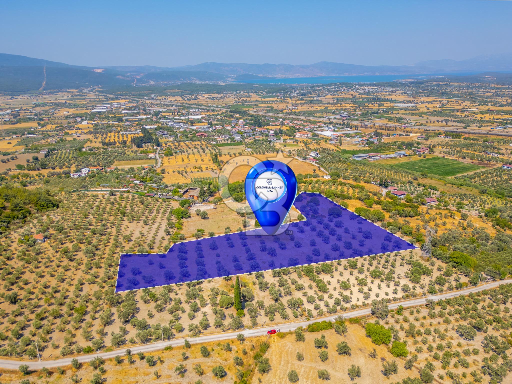 URLA KUŞÇULAR'DA 14.236 M2 SATILIK ZEYTİN AĞAÇLI TARLA