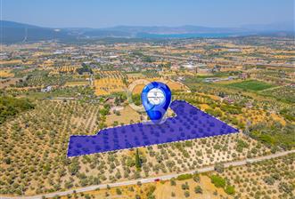 URLA KUŞÇULAR'DA 14.236 M2 SATILIK ZEYTİN AĞAÇLI TARLA
