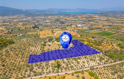 URLA KUŞÇULAR'DA 14.236 M2 SATILIK ZEYTİN AĞAÇLI TARLA