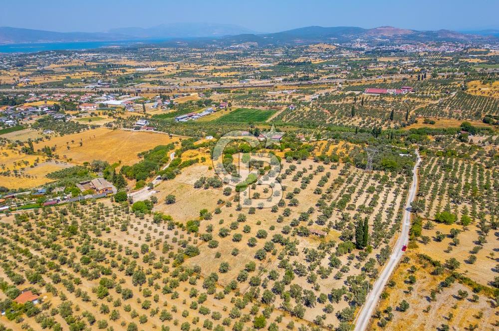 URLA KUŞÇULAR'DA 14.236 M2 SATILIK ZEYTİN AĞAÇLI TARLA