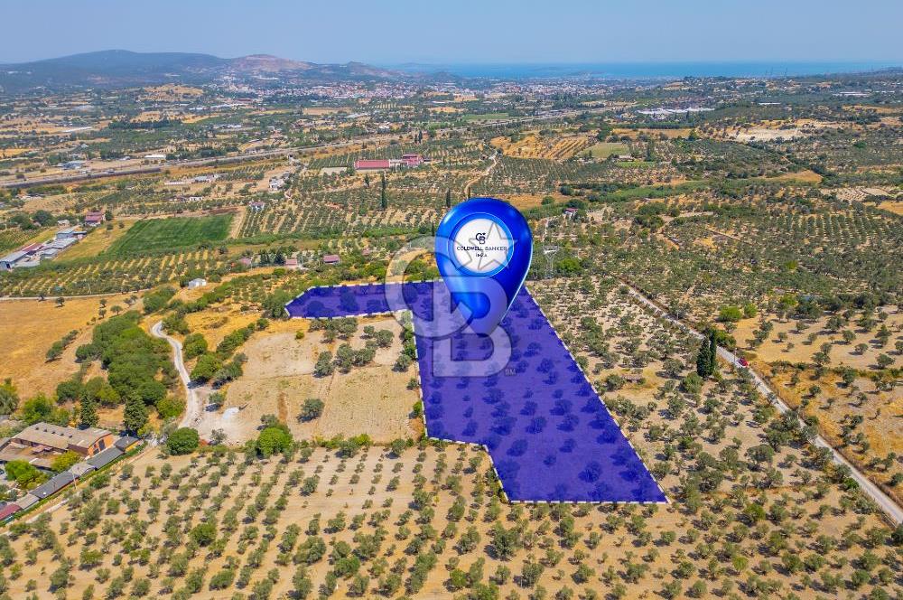 URLA KUŞÇULAR'DA 14.236 M2 SATILIK ZEYTİN AĞAÇLI TARLA