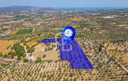 URLA KUŞÇULAR'DA 14.236 M2 SATILIK ZEYTİN AĞAÇLI TARLA