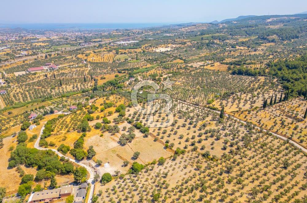 URLA KUŞÇULAR'DA 14.236 M2 SATILIK ZEYTİN AĞAÇLI TARLA