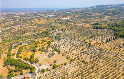 URLA KUŞÇULAR'DA 14.236 M2 SATILIK ZEYTİN AĞAÇLI TARLA