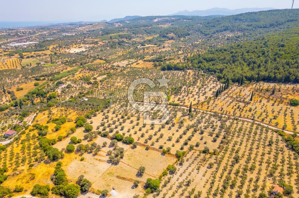 URLA KUŞÇULAR'DA 14.236 M2 SATILIK ZEYTİN AĞAÇLI TARLA