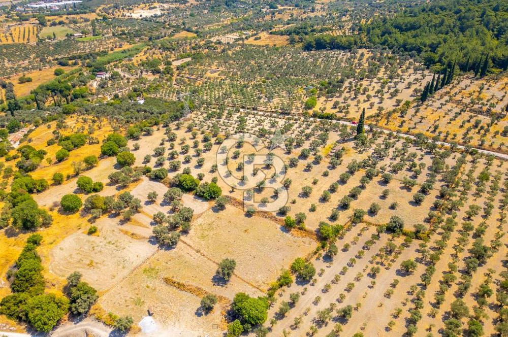 URLA KUŞÇULAR'DA 14.236 M2 SATILIK ZEYTİN AĞAÇLI TARLA