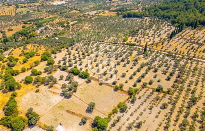 URLA KUŞÇULAR'DA 14.236 M2 SATILIK ZEYTİN AĞAÇLI TARLA