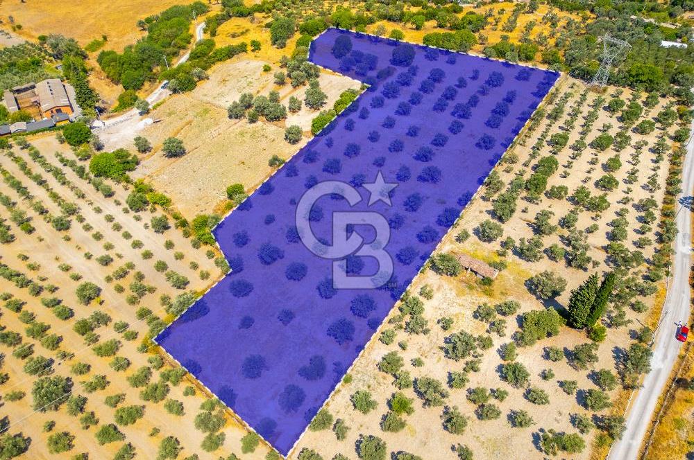 URLA KUŞÇULAR'DA 14.236 M2 SATILIK ZEYTİN AĞAÇLI TARLA