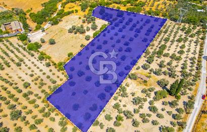 URLA KUŞÇULAR'DA 14.236 M2 SATILIK ZEYTİN AĞAÇLI TARLA