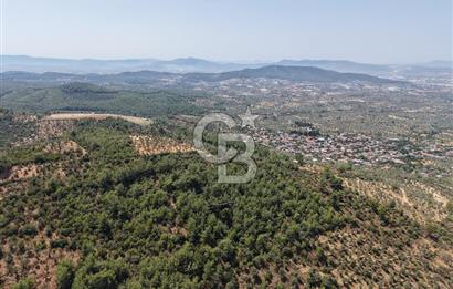 TORBALI DİRMİL KÖYÜNDE YATIRIMLIK ZEYTİNLİK