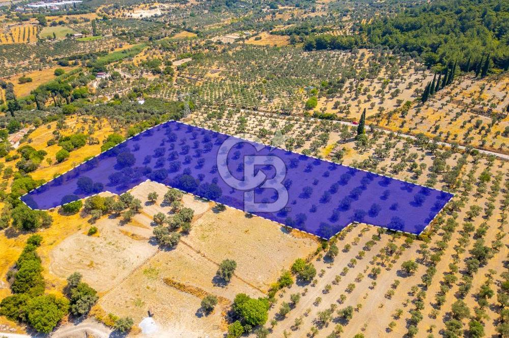 URLA KUŞÇULAR'DA 14.236 M2 SATILIK ZEYTİN AĞAÇLI TARLA
