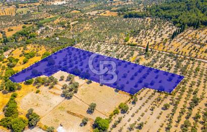 URLA KUŞÇULAR'DA 14.236 M2 SATILIK ZEYTİN AĞAÇLI TARLA
