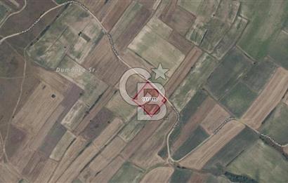 TEKİRDAĞ SARAY'A BAĞLI ÇUKURYURT KOYÜNDE SATILIK TARLA