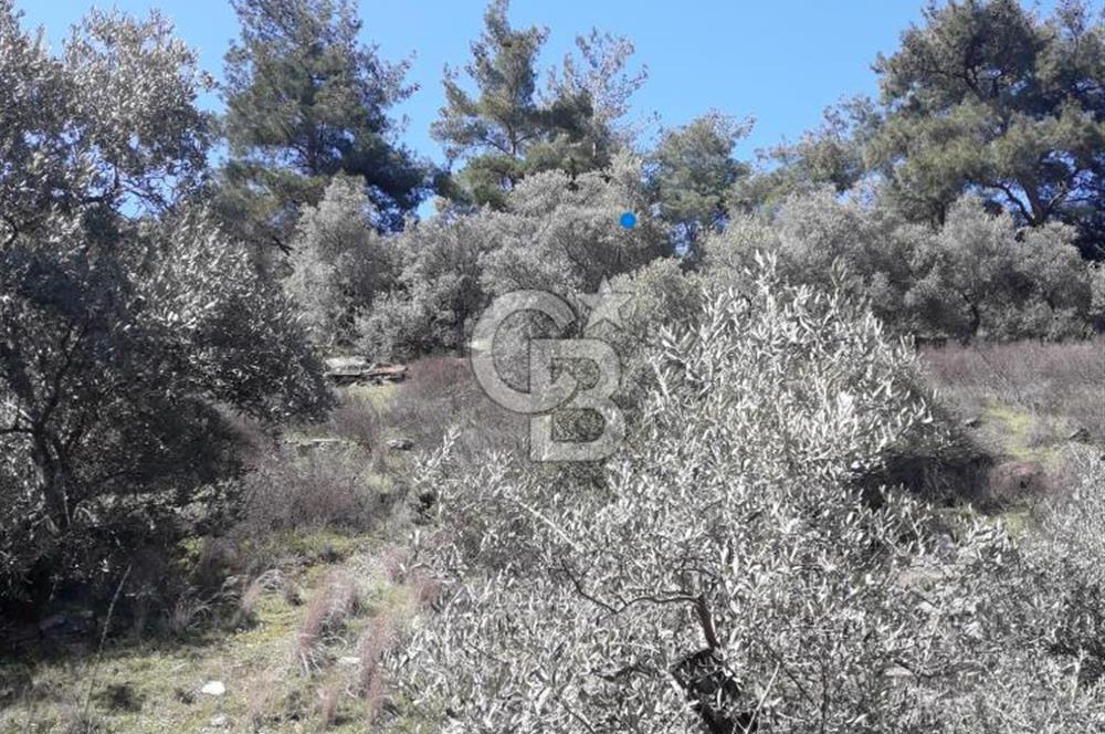 Bayındır / Yakapınar'da Satılık 5234Mt2 Yatırımlık Zeytinlik !!