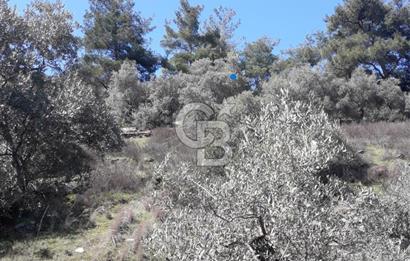 Bayındır / Yakapınar'da Satılık 5234Mt2 Yatırımlık Zeytinlik !!