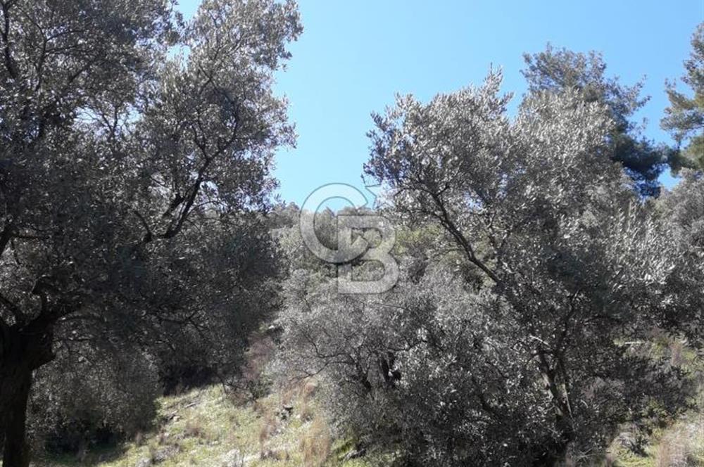 Bayındır / Yakapınar'da Satılık 5234Mt2 Yatırımlık Zeytinlik !!