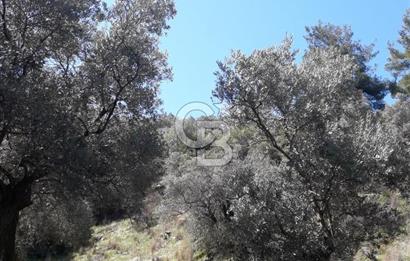 Bayındır / Yakapınar'da Satılık 5234Mt2 Yatırımlık Zeytinlik !!