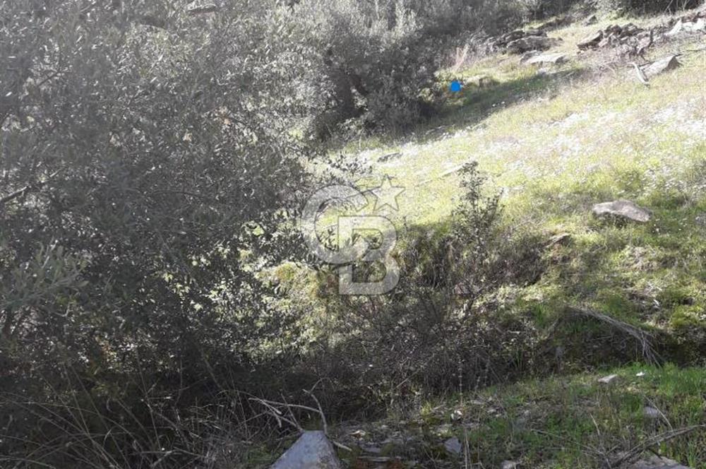 Bayındır / Yakapınar'da Satılık 5234Mt2 Yatırımlık Zeytinlik !!