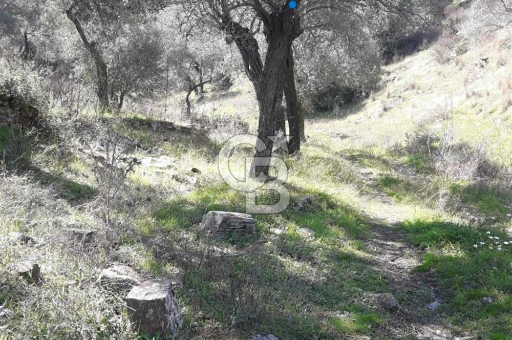 Bayındır / Yakapınar'da Satılık 5234Mt2 Yatırımlık Zeytinlik !!