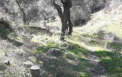 Bayındır / Yakapınar'da Satılık 5234Mt2 Yatırımlık Zeytinlik !!