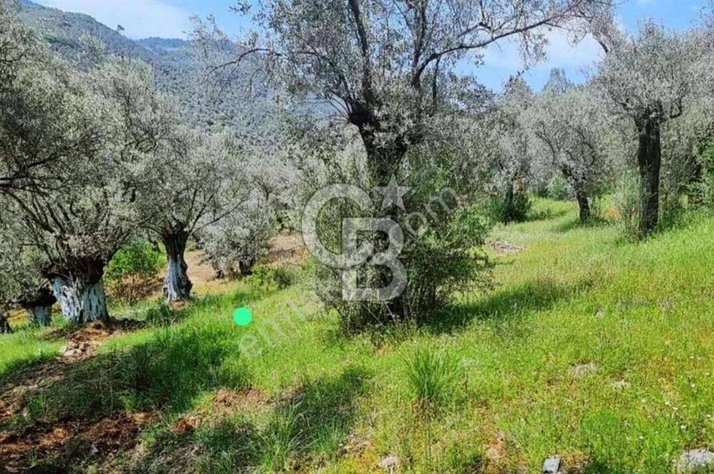 Bayındır / Yakapınar'da Satılık 5234Mt2 Yatırımlık Zeytinlik !!