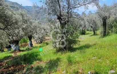 Bayındır / Yakapınar'da Satılık 5234Mt2 Yatırımlık Zeytinlik !!