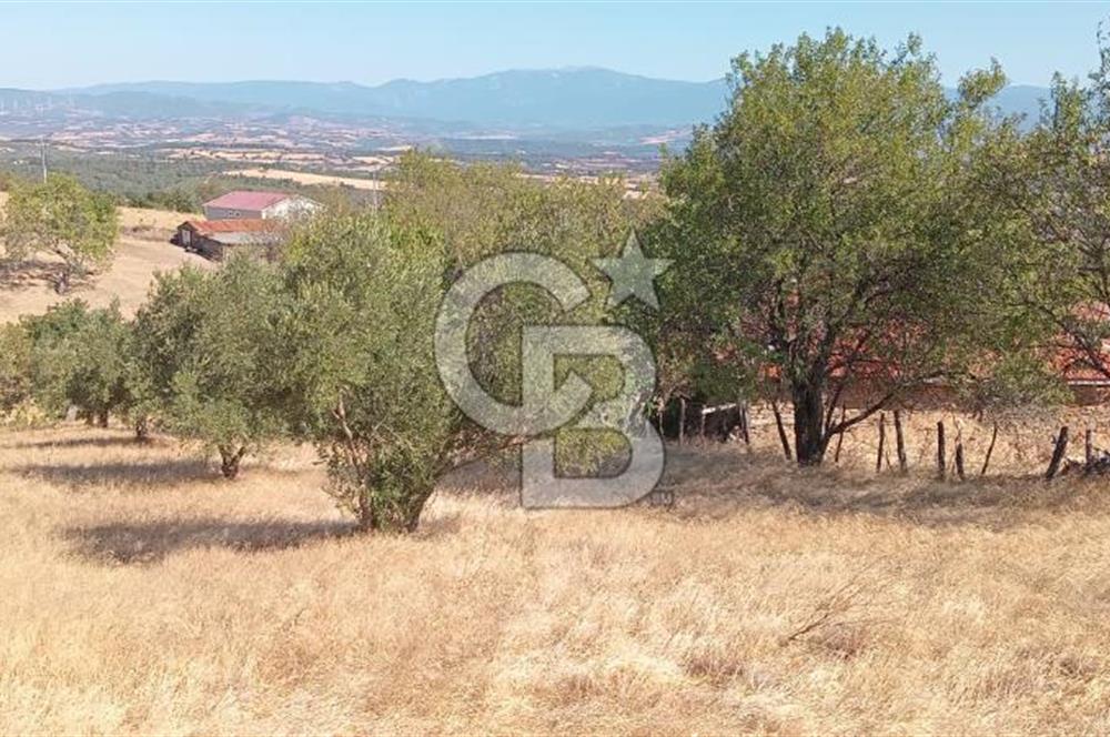 BAYRAMİÇ PALAMUTOBA'DA İMAR ALANI İÇİNDE SATILIK ARAZİLER