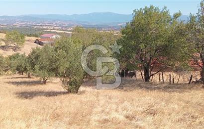 BAYRAMİÇ PALAMUTOBA'DA İMAR ALANI İÇİNDE SATILIK ARAZİLER