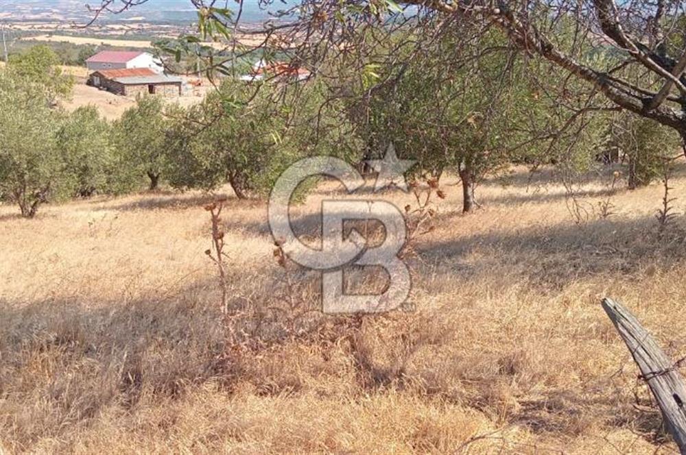 BAYRAMİÇ PALAMUTOBA'DA İMAR ALANI İÇİNDE SATILIK ARAZİLER