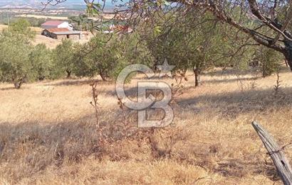 BAYRAMİÇ PALAMUTOBA'DA İMAR ALANI İÇİNDE SATILIK ARAZİLER