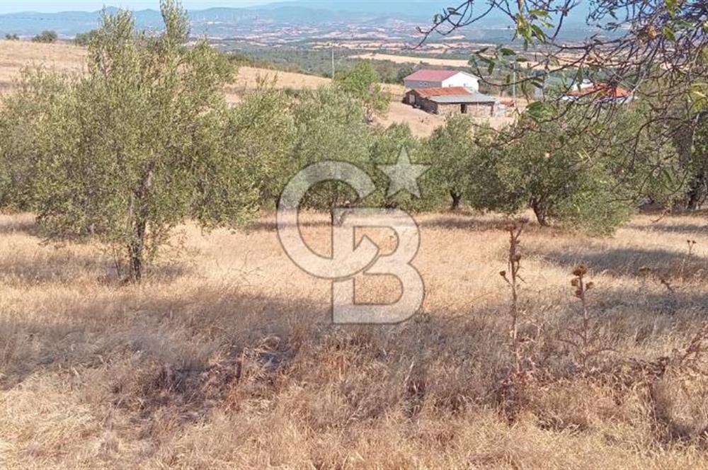 BAYRAMİÇ PALAMUTOBA'DA İMAR ALANI İÇİNDE SATILIK ARAZİLER
