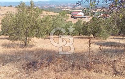 BAYRAMİÇ PALAMUTOBA'DA İMAR ALANI İÇİNDE SATILIK ARAZİLER