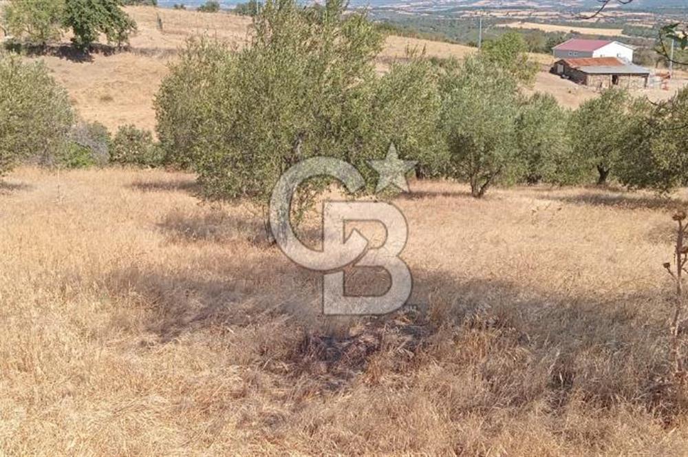 BAYRAMİÇ PALAMUTOBA'DA İMAR ALANI İÇİNDE SATILIK ARAZİLER
