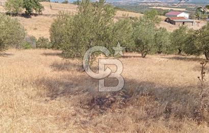 BAYRAMİÇ PALAMUTOBA'DA İMAR ALANI İÇİNDE SATILIK ARAZİLER