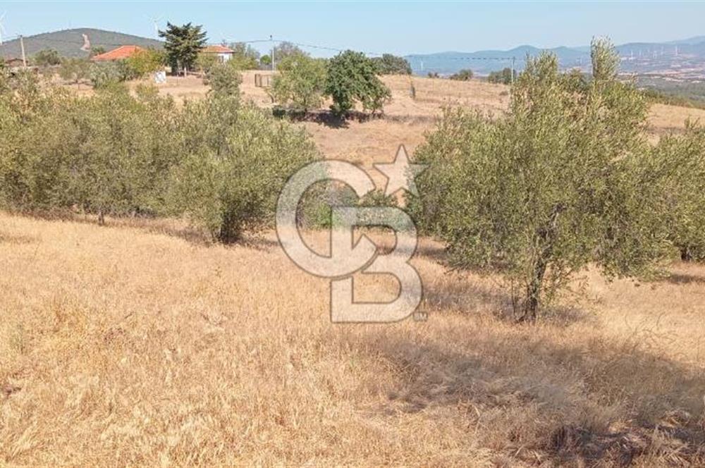 BAYRAMİÇ PALAMUTOBA'DA İMAR ALANI İÇİNDE SATILIK ARAZİLER